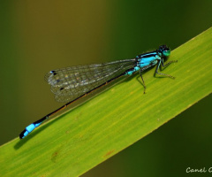 Mavi kuyruklu kız böceği (Ischnura seneg