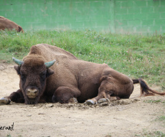 American Bison