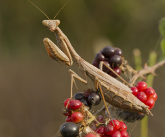 Mantis-Peygamber Devesi