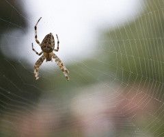 spider in his web