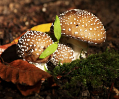 Mantar-Mushroom