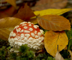 Mantar-Mushroom