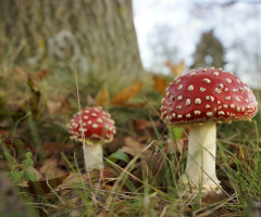 fly agaric