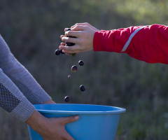 Zeytin Hasadından...