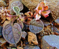 Wild flora,Quetta