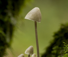 Aile Boyu Güzellikler-Mushroom Family