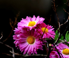 Kasımpatı (Chrysanthemum)