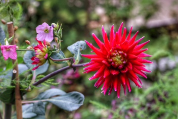 Flowers In Tivoli - Copenhagen 2024.