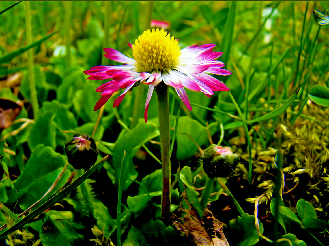 GÄNSEBLÜMCHEN