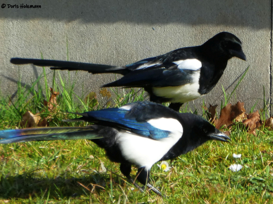 Magpies