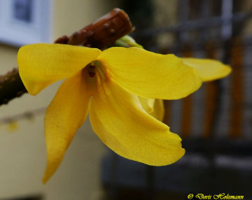 Forsythia