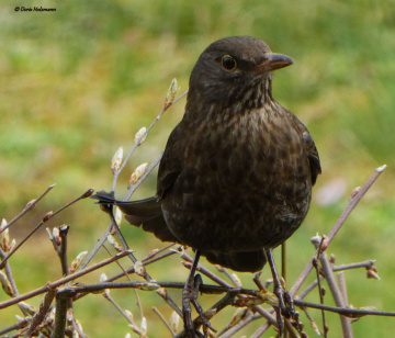 bird in neighbour's garden