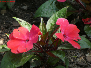 Fleißiges Lieschen (Impatiens walleriana)