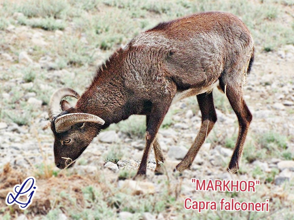 Chiltan MARKHOR  ❤️⚜️❤️⚜️❤️