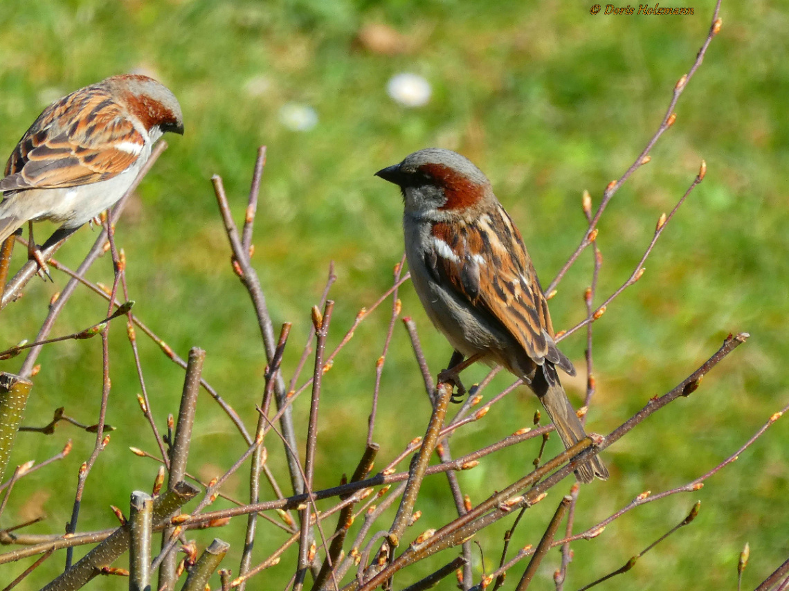 Sparrows