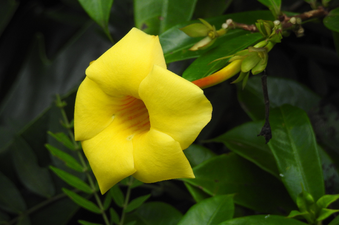 Alamanda