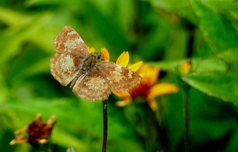 Mini Borboleta 