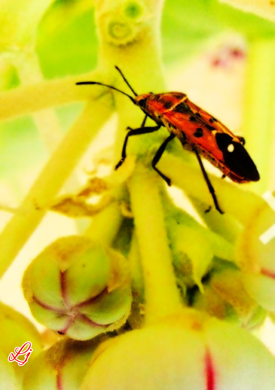 Colourful Bug