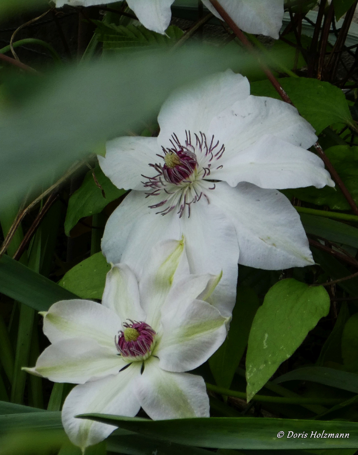 Clematis