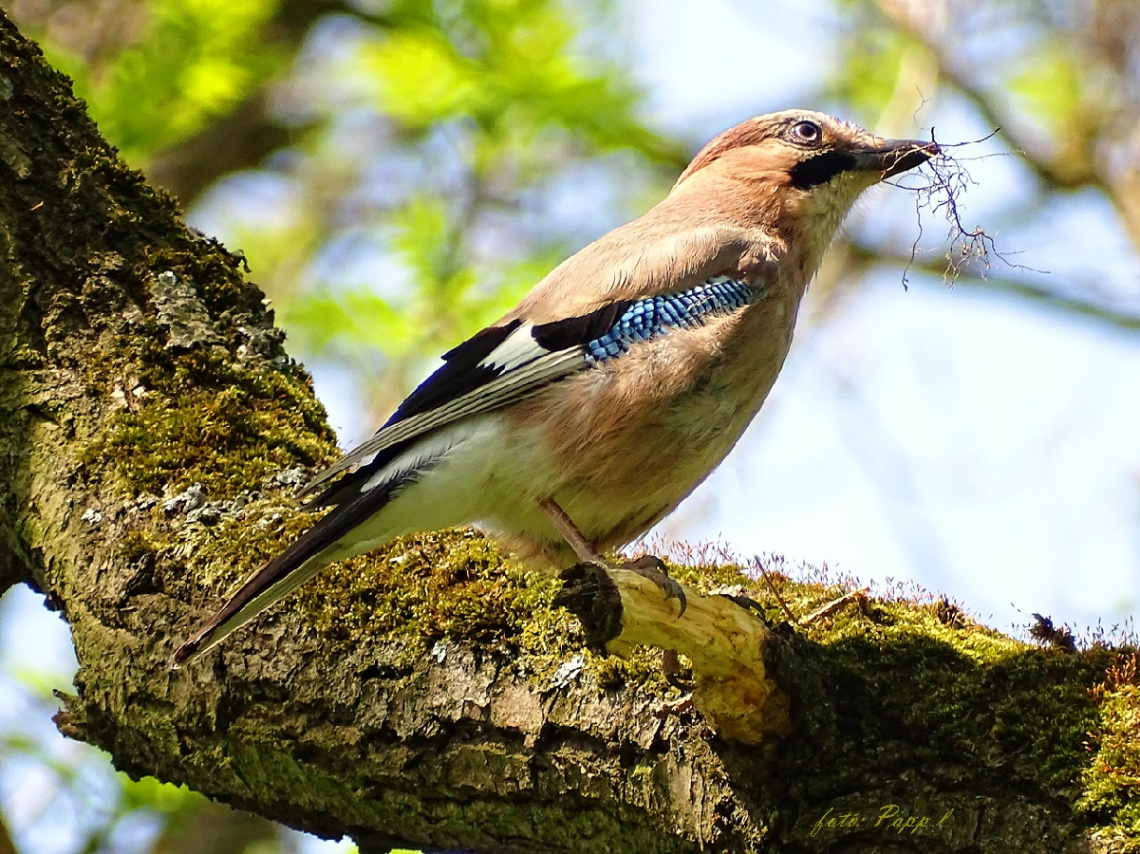 Colorful bird