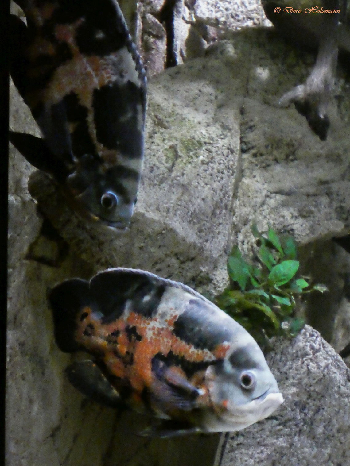 Peacock Eye Cichlid (Astronotus ocellatus)