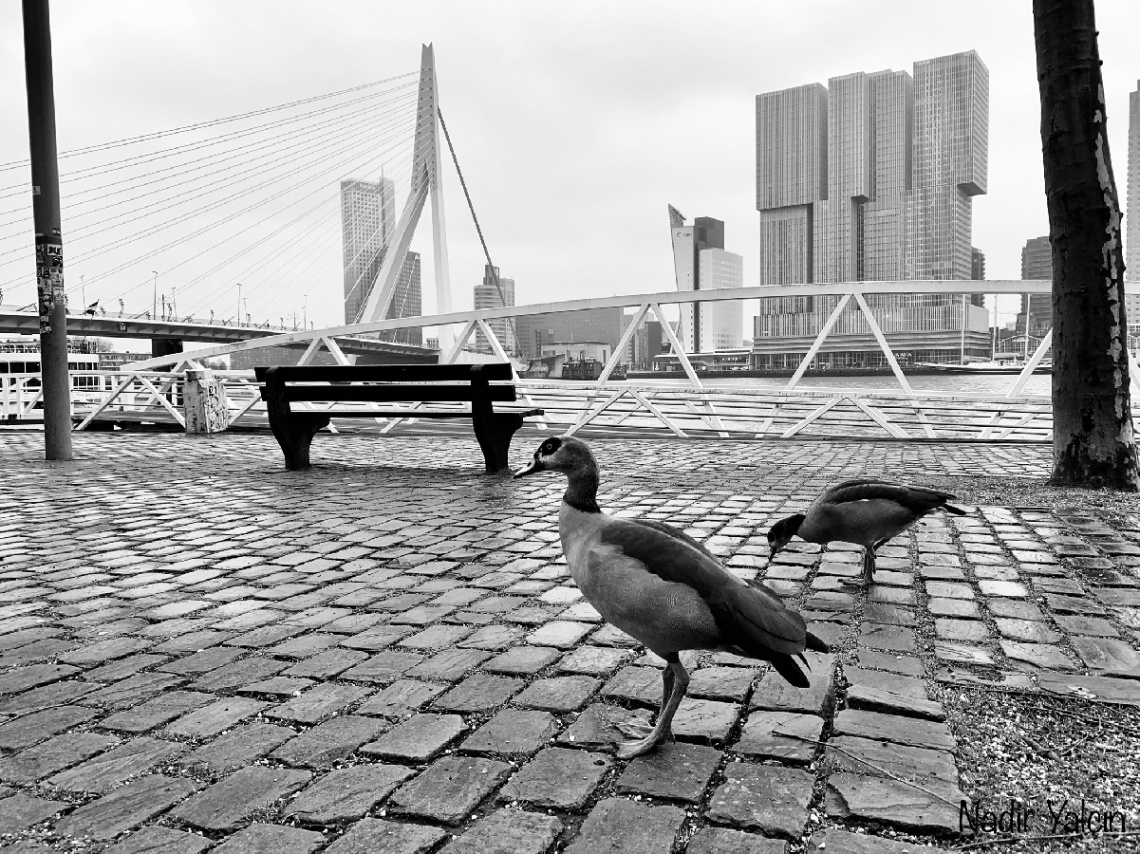 Ducks in the City
