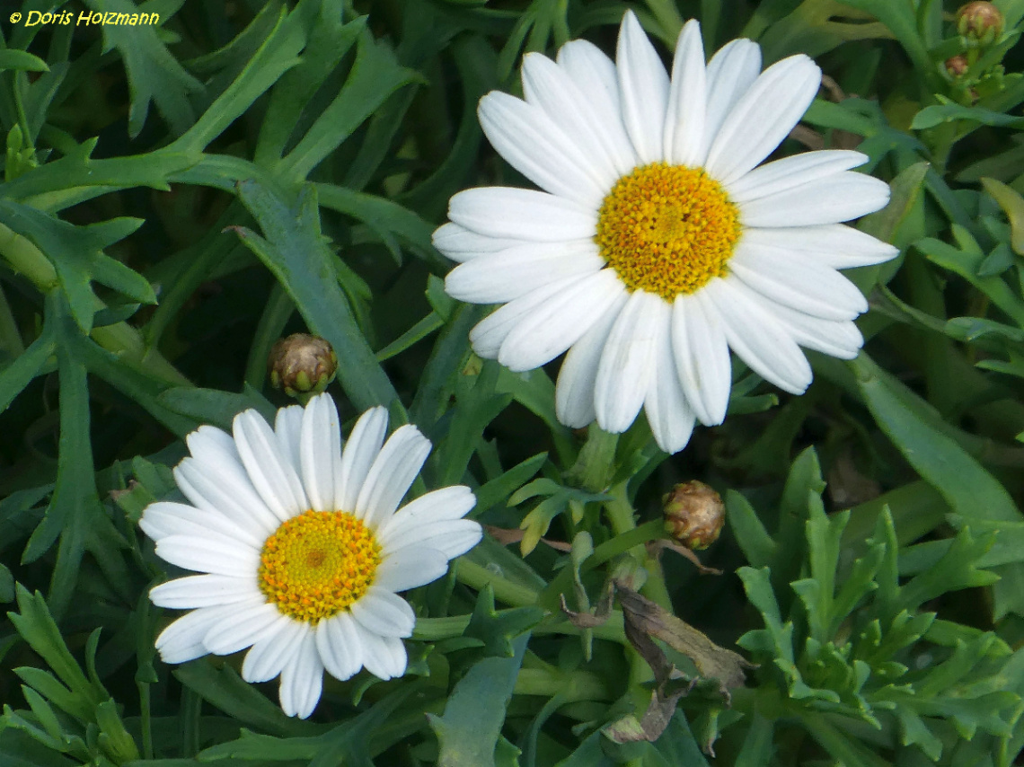 Margeriten (Leucanthemum)