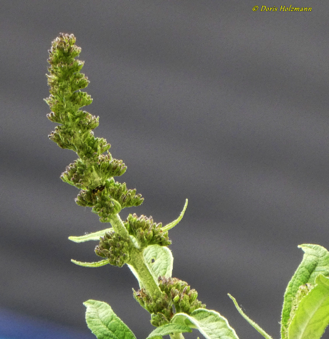 Amaranthus retroflexus 