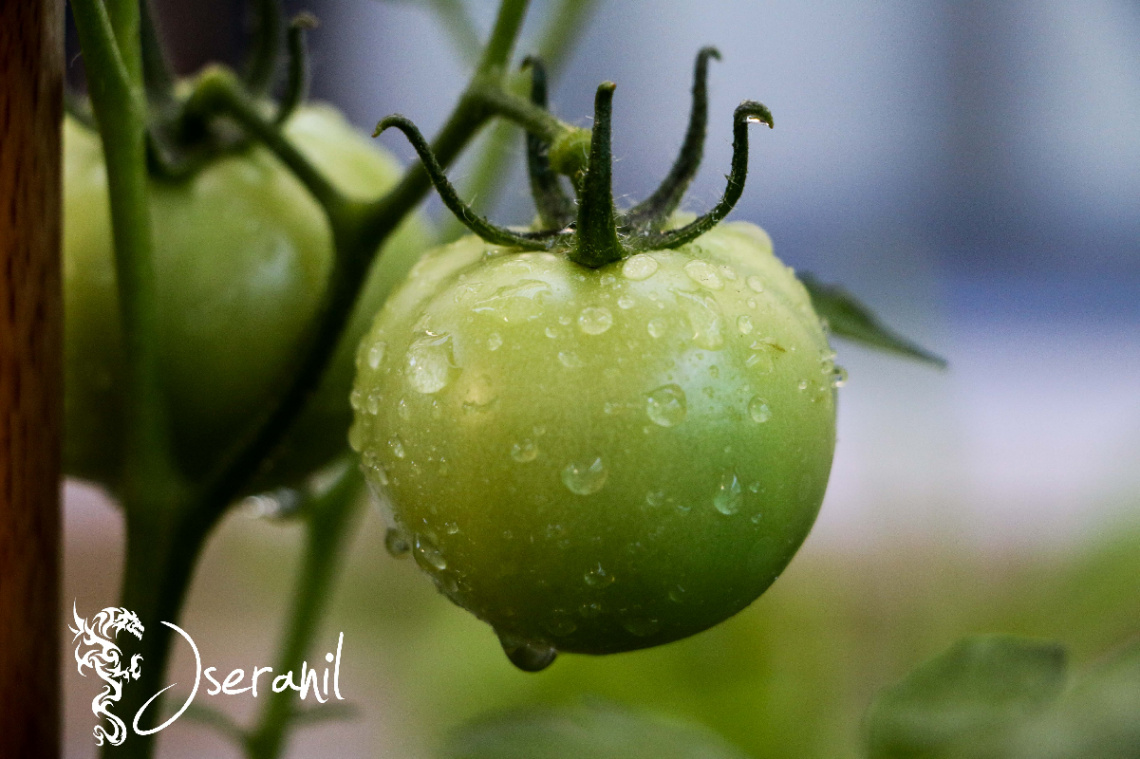 Tomato in the rain