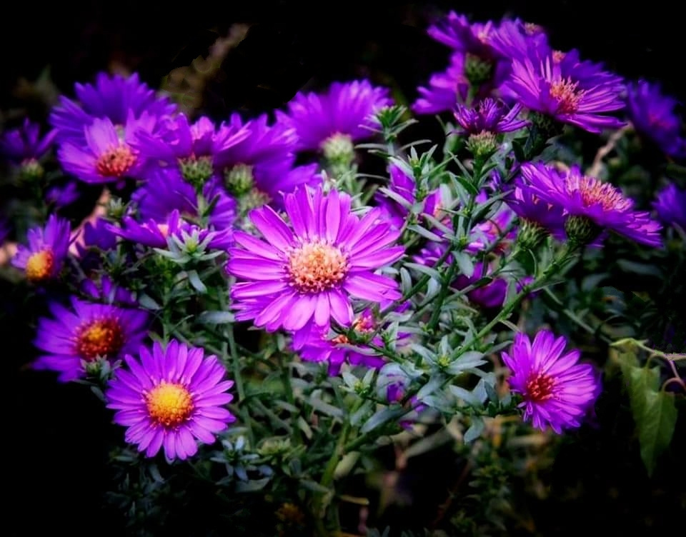 ASTERS 