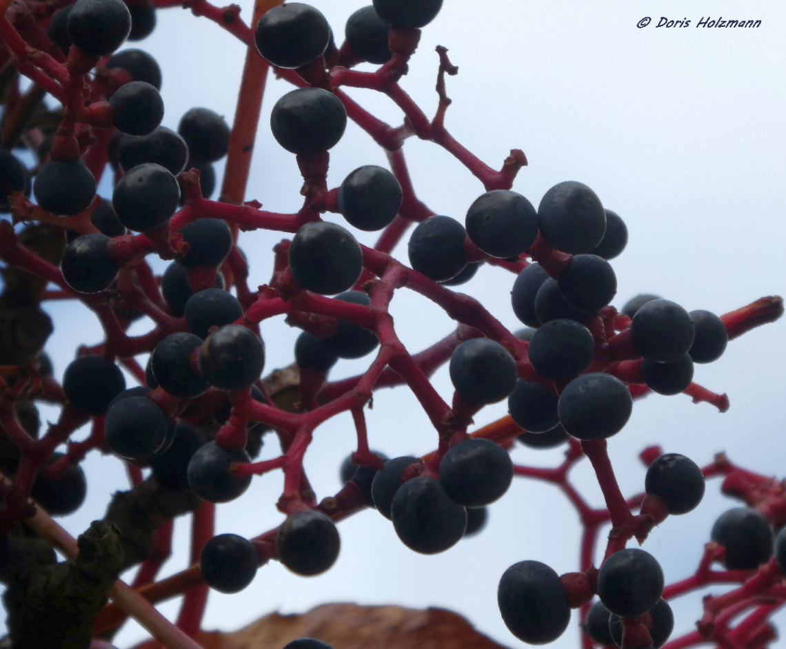 Elderberries