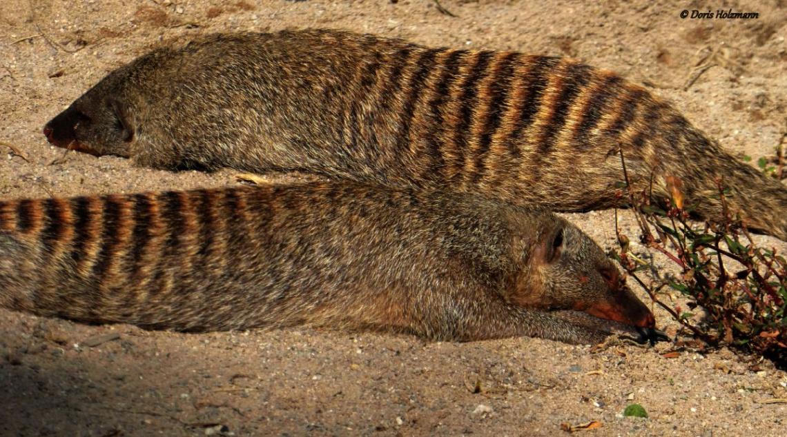 Banded mongoose 