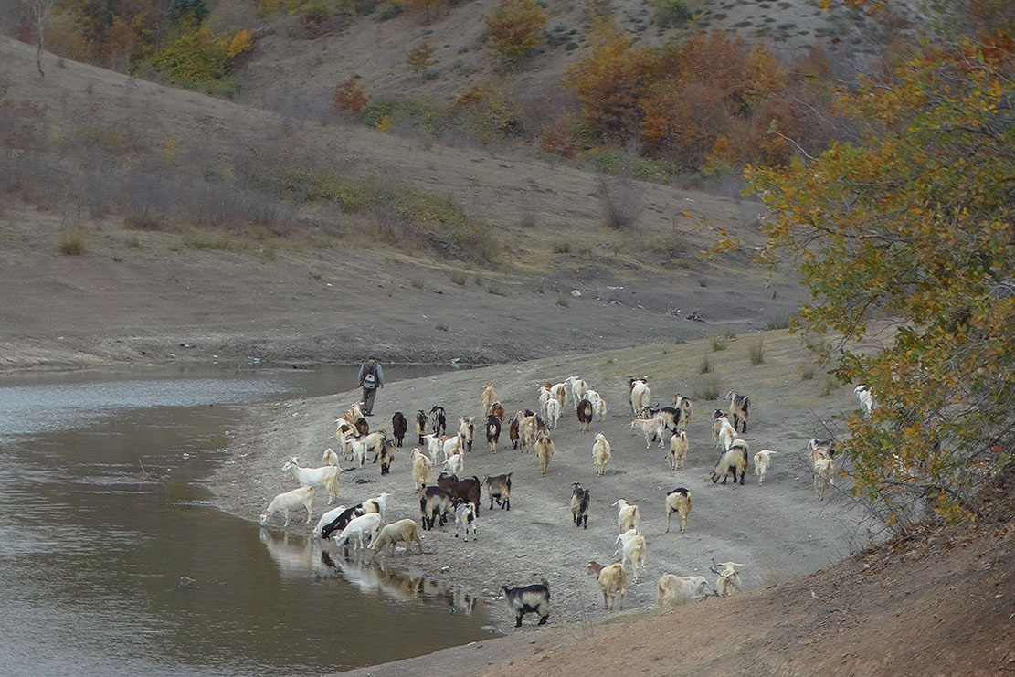 Çoban Ve Sürüsü