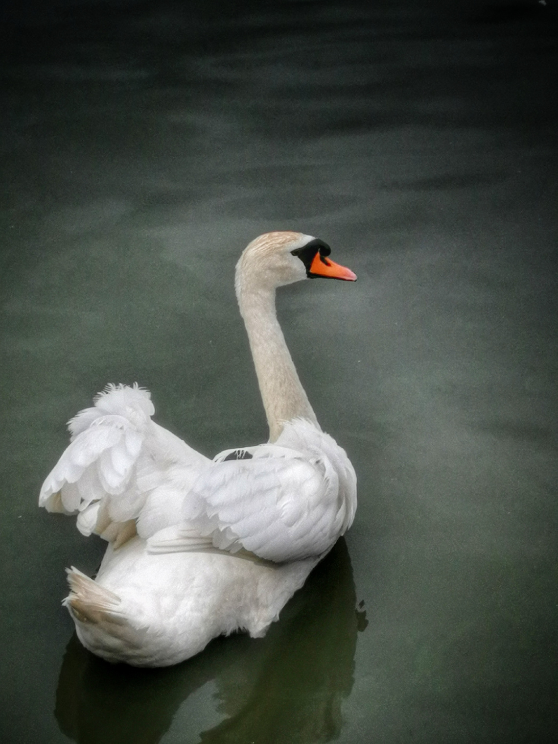 SWAN