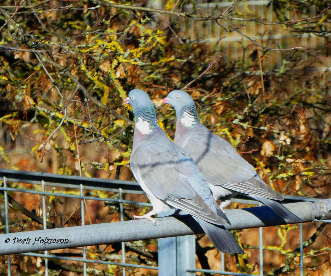 pair of pigeons