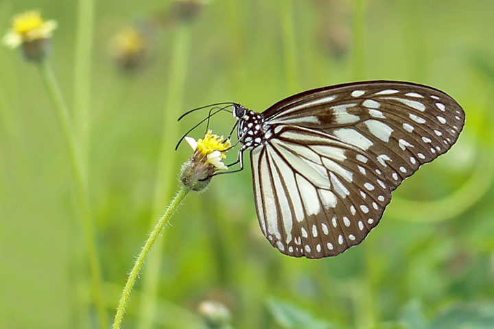 butterfly