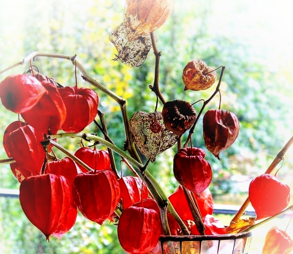 DRY PHYSALIS 