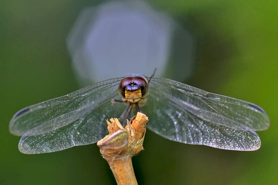 DRAGONFLY