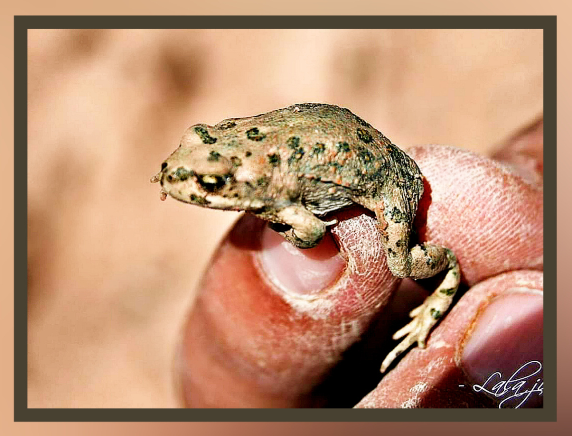 'Pygmi' frog. 