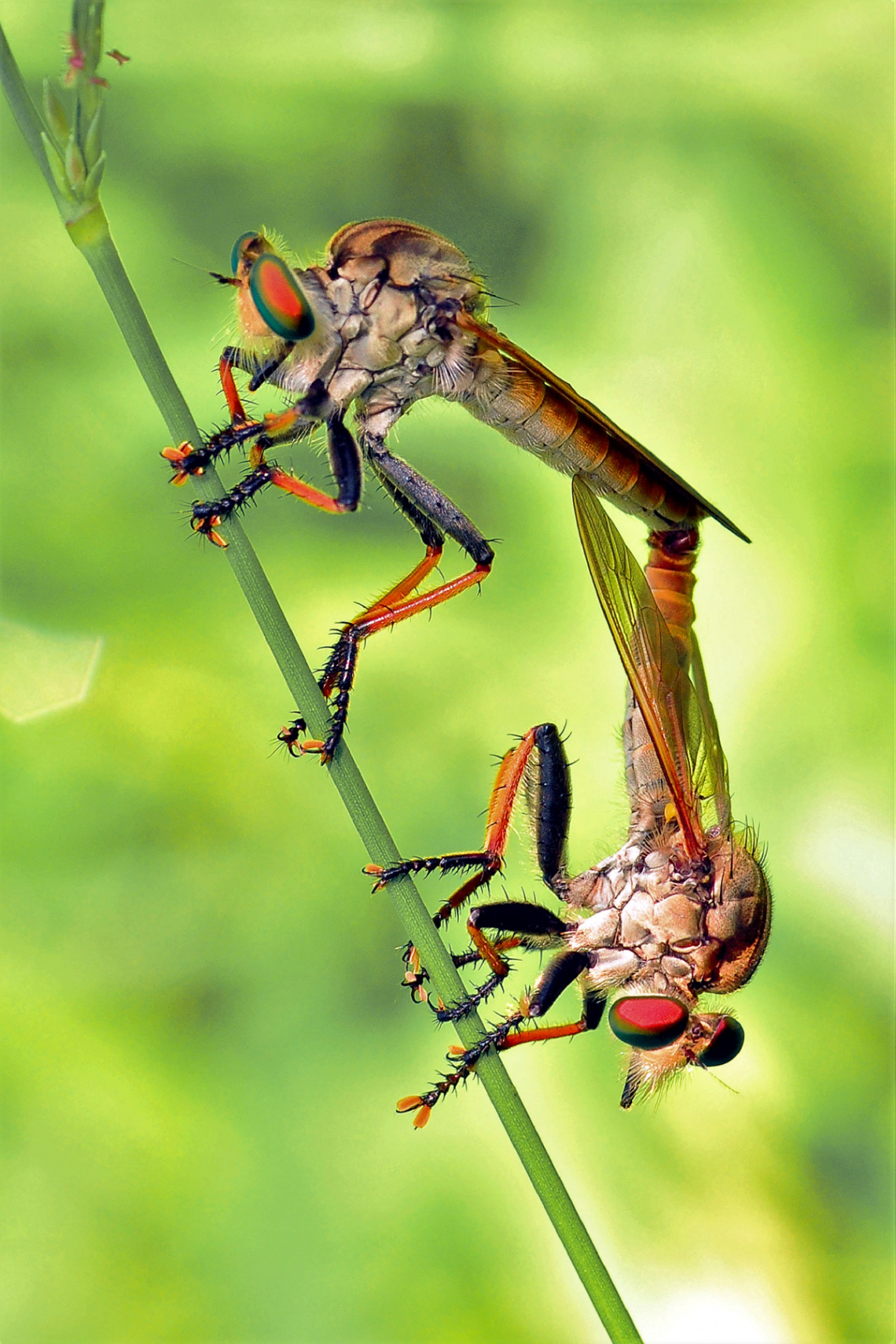 kawinan robberfly