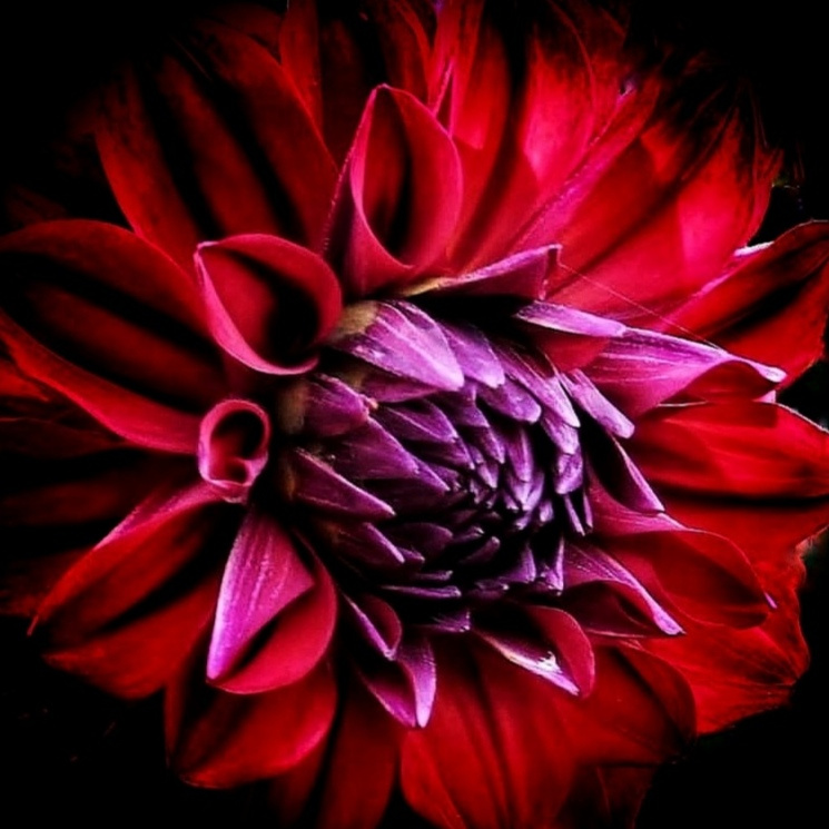 RED DAHLIA