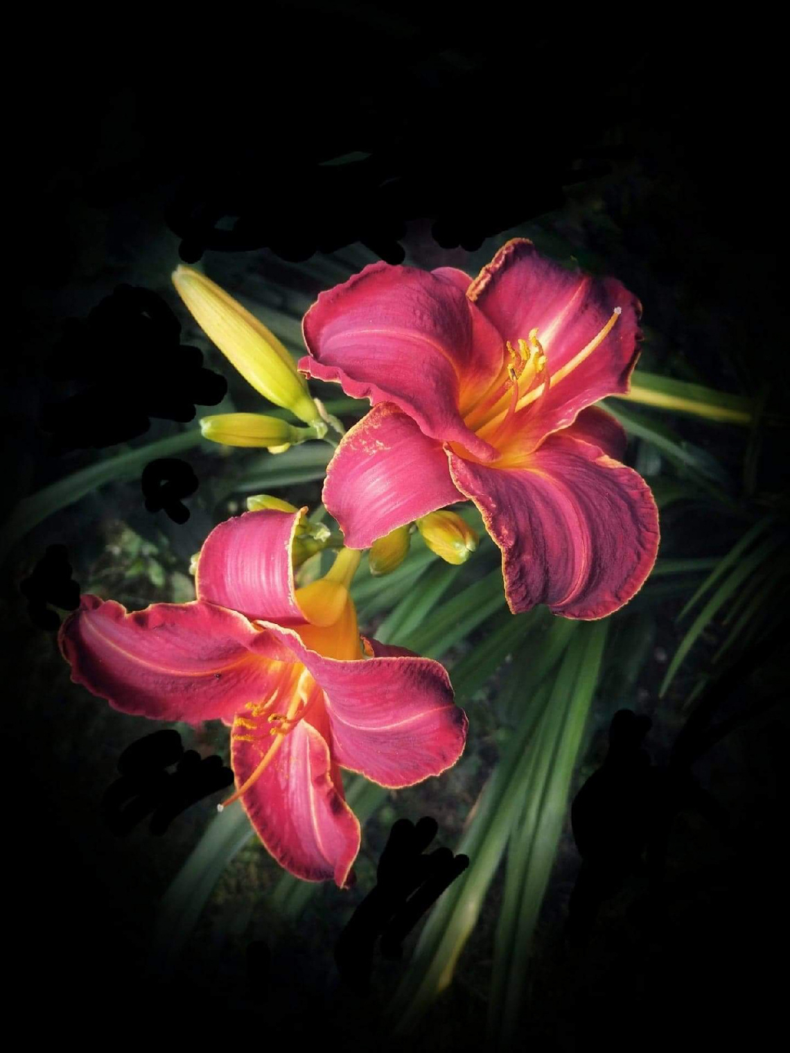 LILIES