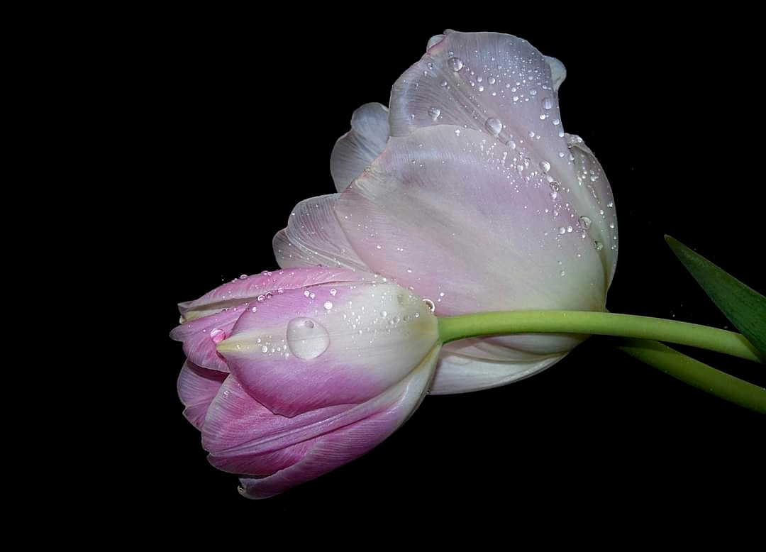 TULIPS IN WATERDROPS