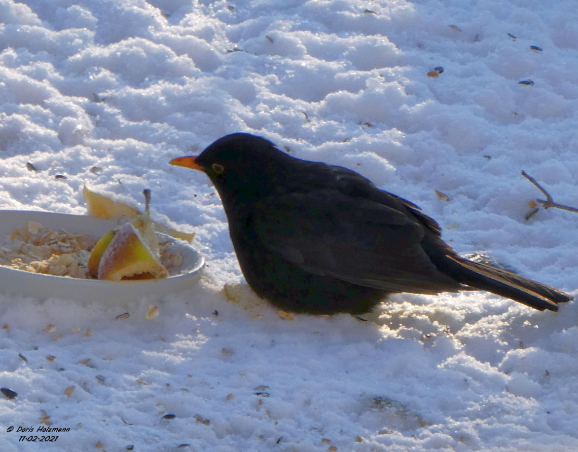 Blackbird in the snow