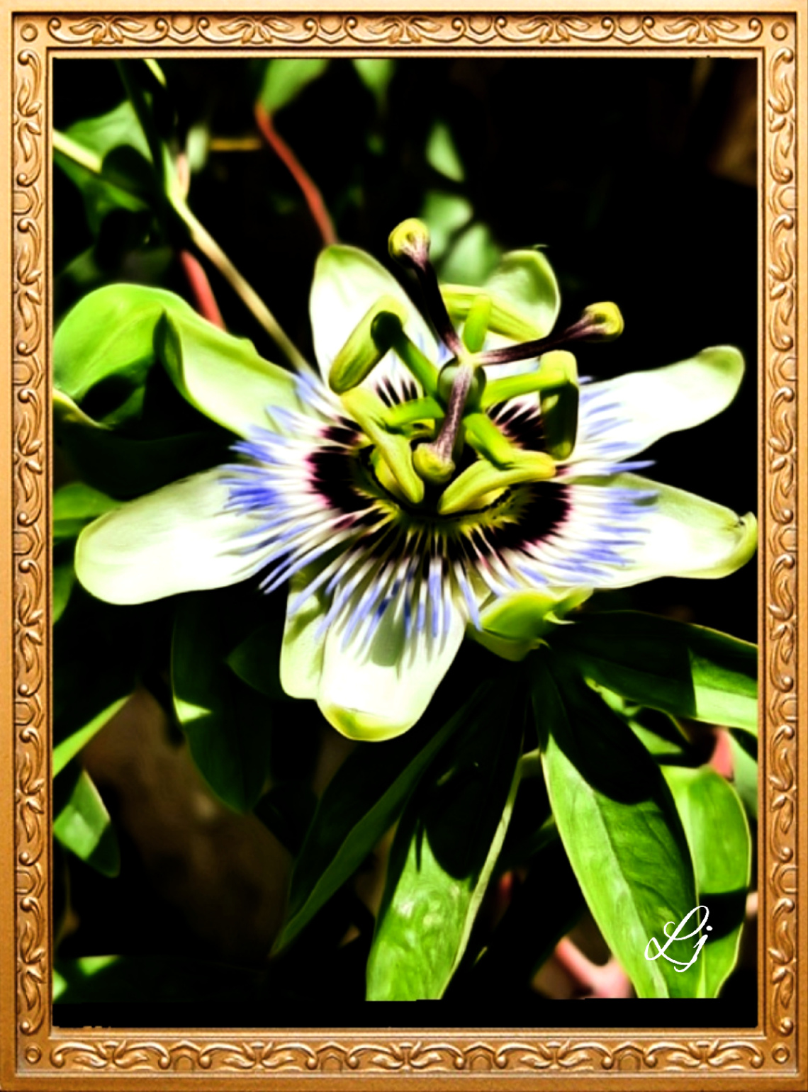 Passion Flower 