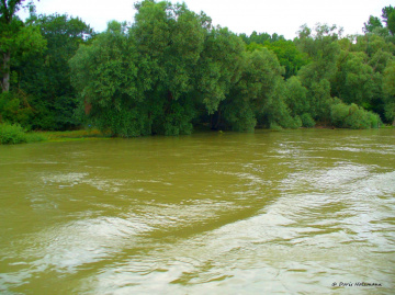 Flooding on the Rhine 