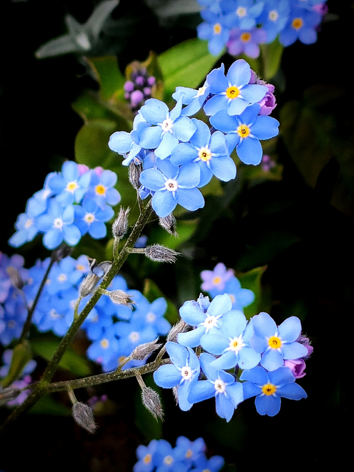 FORGET-ME-NOT