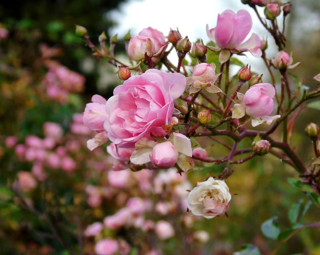 BUSH OF ROSES