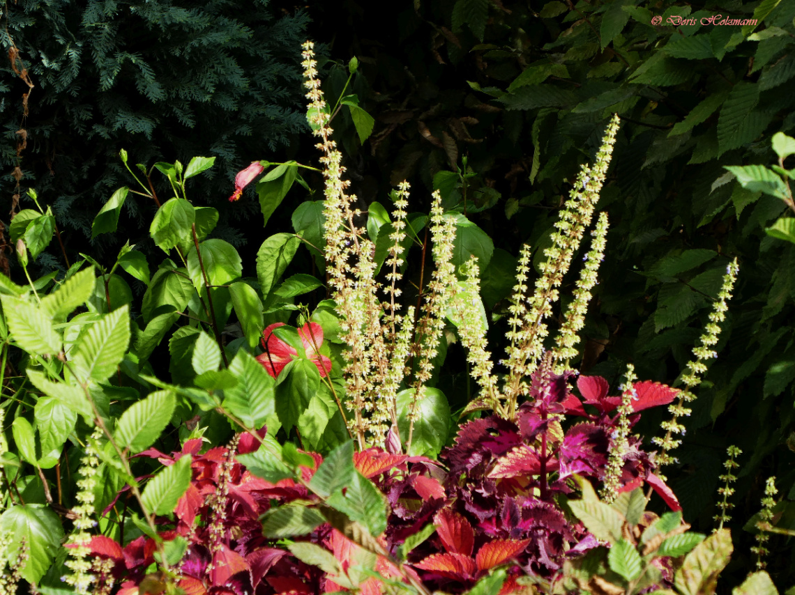 painted nettle (Coleus scutellarioides)