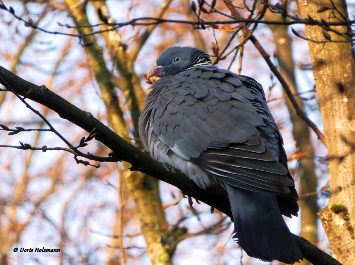 Common wood pigeon